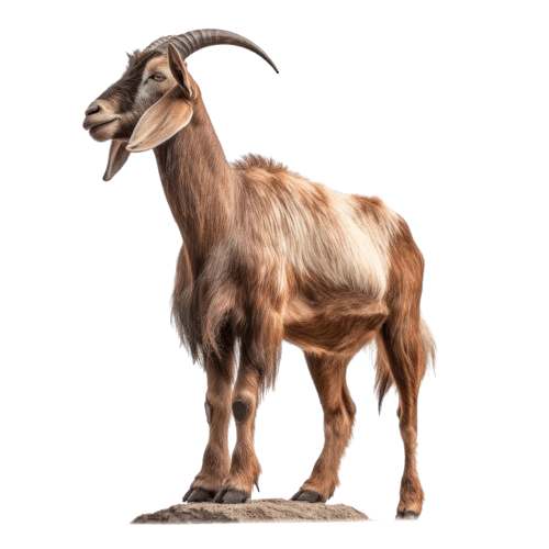 Halal fresh goat meat available at PCS Butchery, Ingleburn NSW